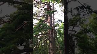 climbing a pine tree by the lake summer climbing outdooractivity [upl. by Mattland]