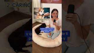 ¿Qué significa que te sigan los perritos en la calle mascotas perros tiktok dog viral bonito [upl. by Rebor]