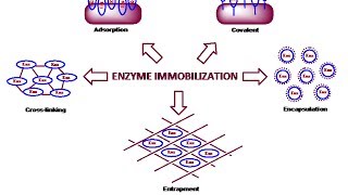 Enzyme immobilization physical method [upl. by Chalmers]