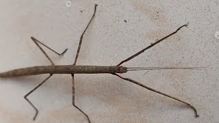 Walking Stick insect Phasmida [upl. by Roque]