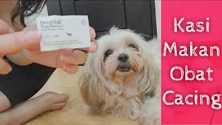 Cara memberi Obat Cacing pada Anjing Shihtzu [upl. by Noryd]