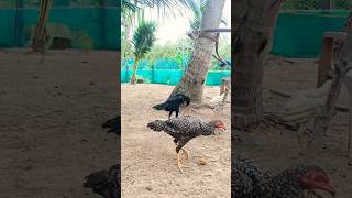 GA Farms petta henfarming ownbreed forsale contactus like share subscribe shortvideo [upl. by Amekahs]