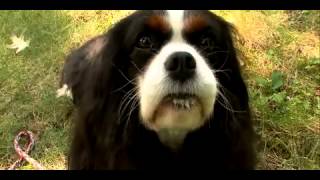 Dogs 101  Cavalier King Charles Spaniel [upl. by Akinert215]