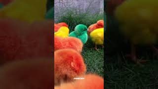 Wadidau‼️Ayam Lucu ayam warna warni ayam rainbow kelinci lucu bebek lucu ikan koi Hewan Lucu [upl. by Ennoval]