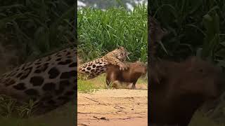 Into the Wild The Fierce Struggle Between Jaguar and Capybara [upl. by Lantz]