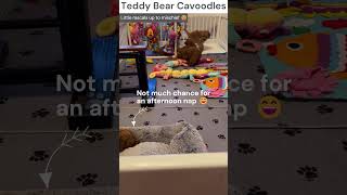 Cavoodle Puppies Being Very Very Cheeky 🐶🤗 teddybearcavoodles bestpuppyvideos cavoodle puppy [upl. by Rothstein]