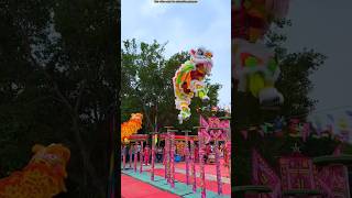 Chinas famous lion dance shortvideo [upl. by Alel]