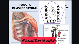 aponeurosis clavipectoral [upl. by Kienan]