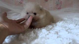 Tiny little cream Pomeranian male puppy Teddy Graham [upl. by Davidson]