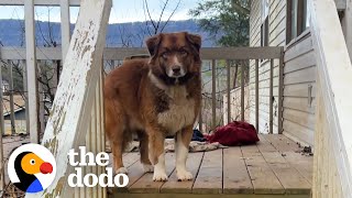 Sweet Dog Is Left Behind When Couple Breaks Up  The Dodo [upl. by Assilym]