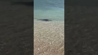 little baby seal spotted in slapton sands in devon [upl. by Eisenstark]