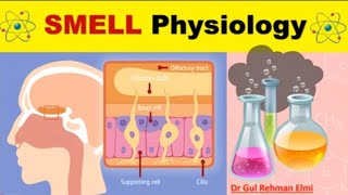 SMELL amp Olfactory System Physiology in Urdu  Olfactory Epithelium amp Receptors  Smell Pathway [upl. by Eerized]