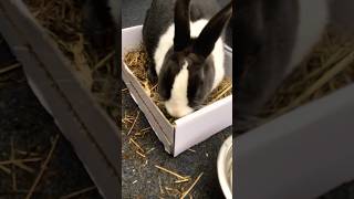 Hopsys new dig box bunny bunnycare bunnybaby bunnyfood [upl. by Ridley]