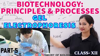 GEL ELECTROPHORESIS TECHNIQUE PART5BIOTECHNOLOGY NEET 2025NCERT BIOLOGYDNA SEPARATIONHTET [upl. by Yul752]