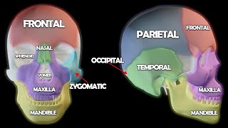 Skull Anatomy 101 [upl. by Yasnil]