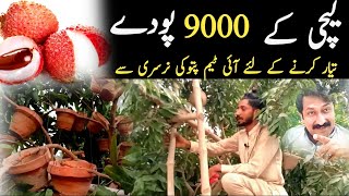 How to grow lychee plant  How to air layering lychee tree  grafting [upl. by Kaule796]