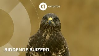 Wild in Nederland biddende buizerd [upl. by Laughton]