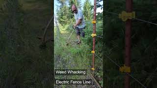 Weed Whacking the farms fence line [upl. by Lynch]