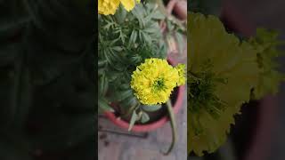 Marigold yellow winterfloweringplant nature smallyoutuber [upl. by Eryn]