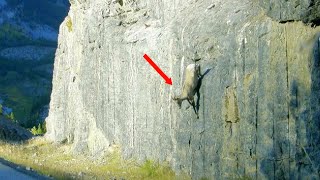 How do Mountain Goats stand on steep cliffs These Goats can climb rocks better than people [upl. by Jimmie]