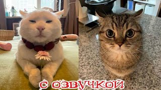 Приколы с котами С ОЗВУЧКОЙ Смешные коты и собаки  САМЫЕ СМЕШНЫЕ ЖИВОТНЫЕ [upl. by Kent230]