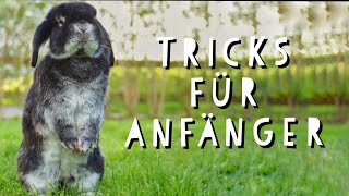 Kaninchen TRICKS beibringen für ANFÄNGER 😍  Pfötchenbande [upl. by Elladine]