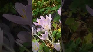 Fall Crocus is a must have utahgarden gardening gardenhacks gardenflowers fall [upl. by Desta]