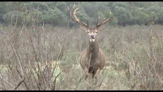 Montería de venados en “La Zarzuela” [upl. by Toby]