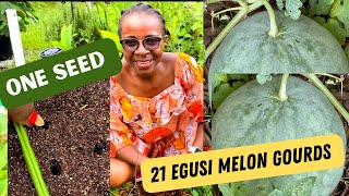 How to Grow Egusi Melon from Seeds in the USA Citrullus lanatus Agushi [upl. by Hernandez]