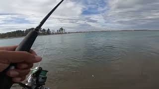 Waimakariri kahawai fishing [upl. by Benedick]