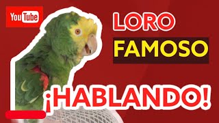 😱LORO FAMOSO HABLANDO😱  LOROS CANTANDO [upl. by Varien]