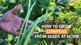 How to grow cowpeas from seed in a container and easy way to get rid of the pest [upl. by Urbai]