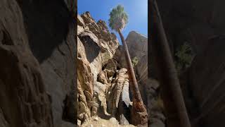 California Palm Tree Oasis  Andreas Canyon Hike in Palm Springs [upl. by Fiann979]