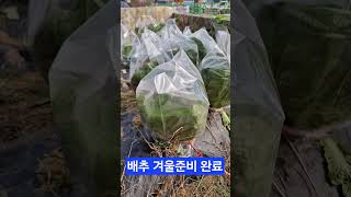 배추 겨울준비 완료 눈이오나 비가오나 한파가 와도 비닐텐트 [upl. by Civ]