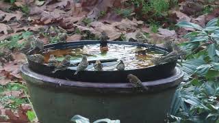 Siskin flock Oct 31 2024 PNW [upl. by Gibun]