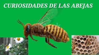 Curiosidades de las abejas [upl. by Iah]