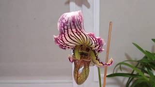 Цветение башмачков Paphiopedilum gratrixianum и Paphiopedilum fairrieanum [upl. by Domash]