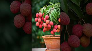 How to grow litchi plants at home [upl. by Eimot477]