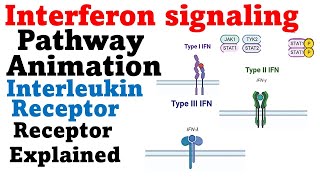 Interferon gamma signaling pathway  ifn gamma [upl. by Hanikahs944]