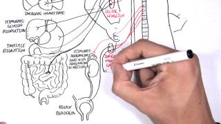 Neurology  Autonomic Nervous System [upl. by Aldas]