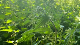 Urtica dioica  Stinging Nettle [upl. by Aliak]