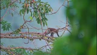 Explore the beauty of Bugoma Forest in Uganda [upl. by Kazim]