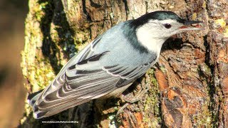 Nuthatch Calls Sounds and Behavior [upl. by Malorie]