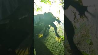 GIANT SWAMP Bullfrogs  CRAZY Louisiana Saturday Night outdoors louisiana bayou bullfrog [upl. by Huskamp]