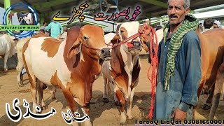 Cholistani Ablag Or Gulabi Bachroo ki latest update  multancowmandi [upl. by Lucier]