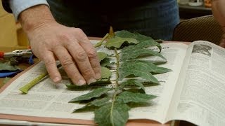 Herbier national un outil scientifique [upl. by Arriek]