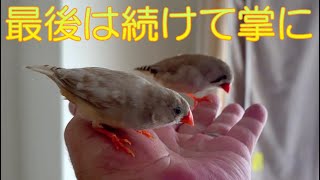 2024828キンカチョウ姉妹が連続で掌に飛んできた～ The Zebra finch sisters flew into my palm one after another [upl. by Nitsed850]