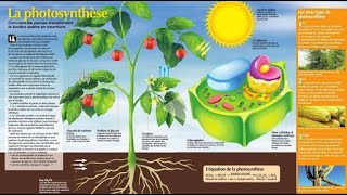 la photosynthèse [upl. by Herrmann240]