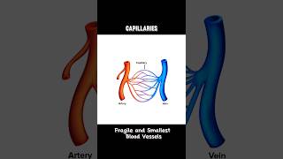 CAPILLARIES capillariescapillary  WHAT ARE CAPILLARIES shortsviraltrending [upl. by Louella180]