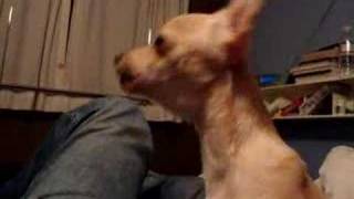 Chihuahua Puppy Barking Like a Wolf [upl. by Mamie]